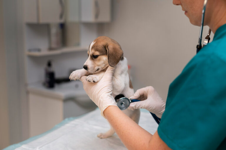 Divise veterinarie: come scegliere un abbigliamento professionale adatto a una professione dinamica